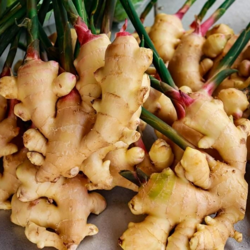 CHIẾT XUẤT GỪNG (Mọc tóc)